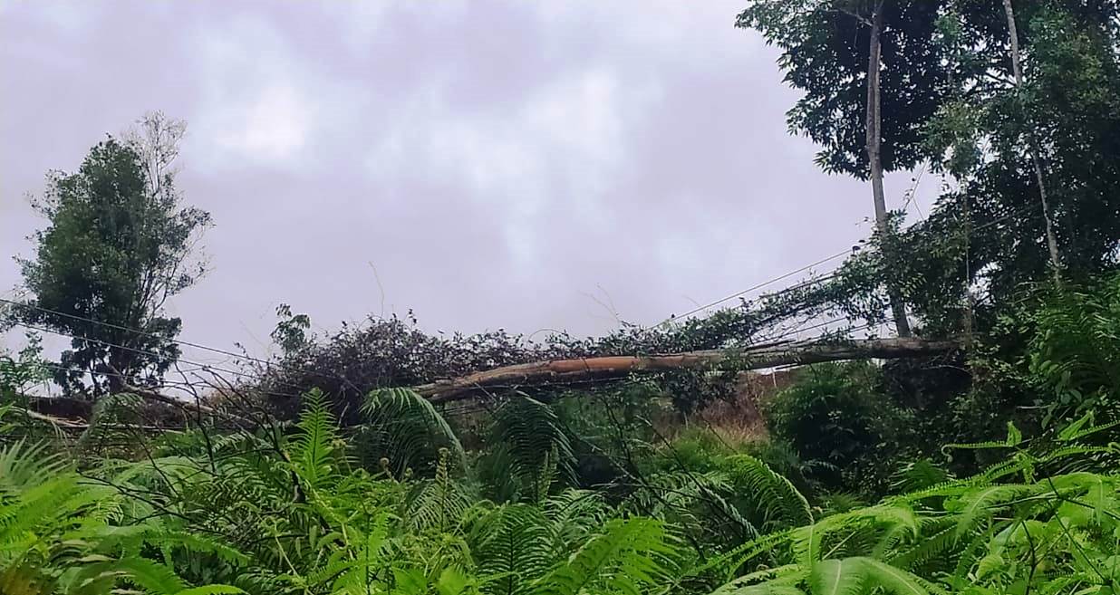 Lebong Dilanda Hujan dan Angin Kencang, Pohon Tumbang, Listrik Padam