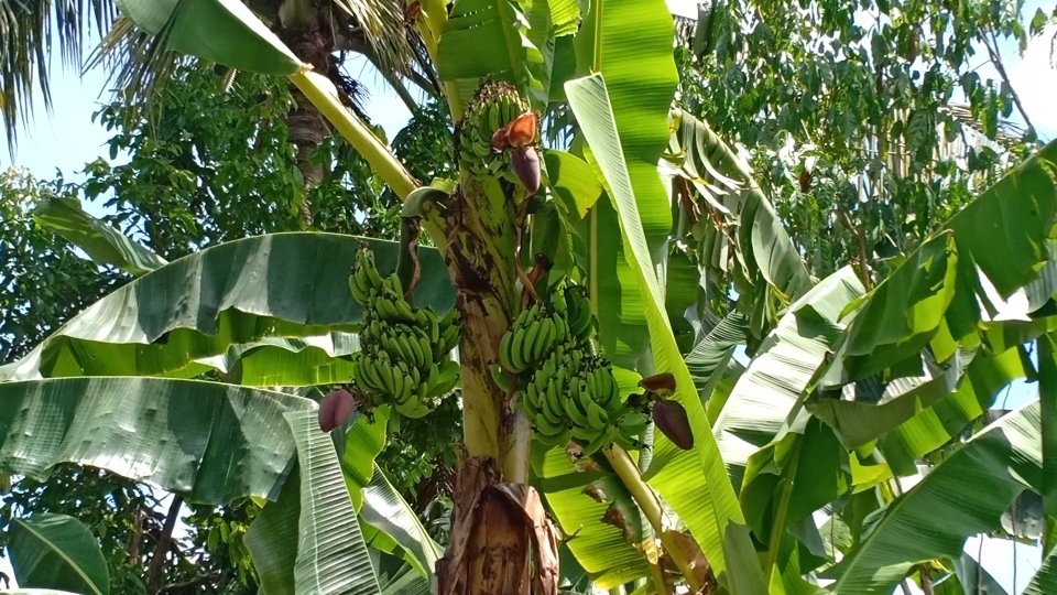 Unik, Pohon Pisang di Bengkulu Utara Bertandan Tiga