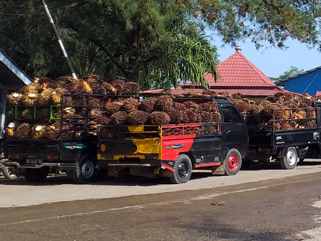 Harga Sawit di Bengkulu Utara Mengalami Penurunan