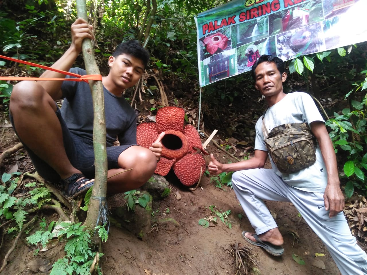 Rafflesia Mekar Sempurna di Hutan Boven Lais