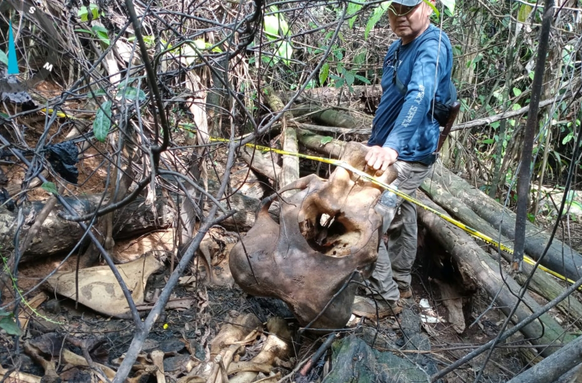 Tulang Belulang Gajah Ditemukan di Hutan Mukomuko