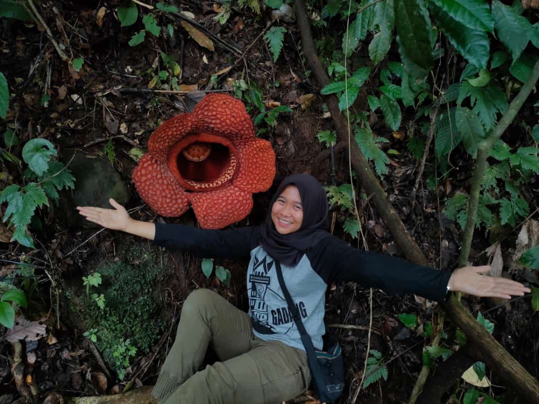 Rafflesia Kemumuthensis Kembali Mekar Sempurna di BU