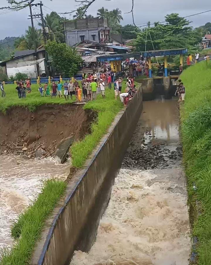 Tanggul Jebol, Ribuan Hektar Sawah Terancam