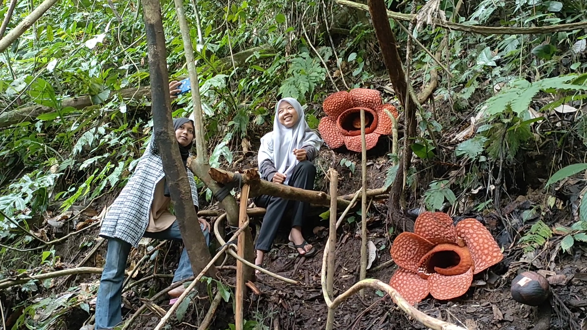 1 Lagi Bunga Rafflesia Mekar di BU