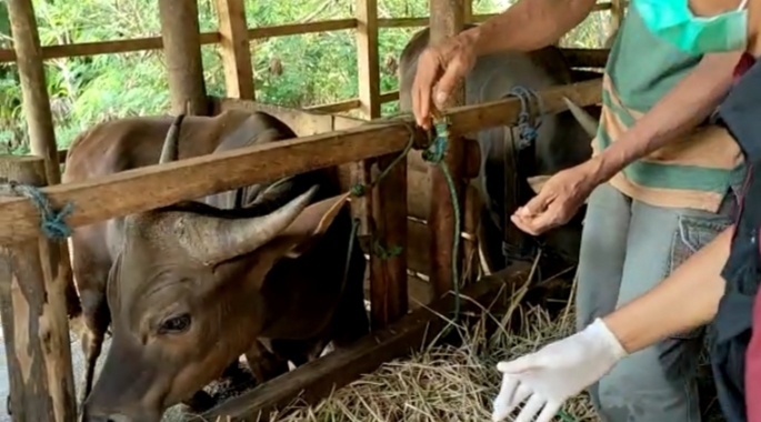 Penjualan Hewan Kurban di BU Meningkat