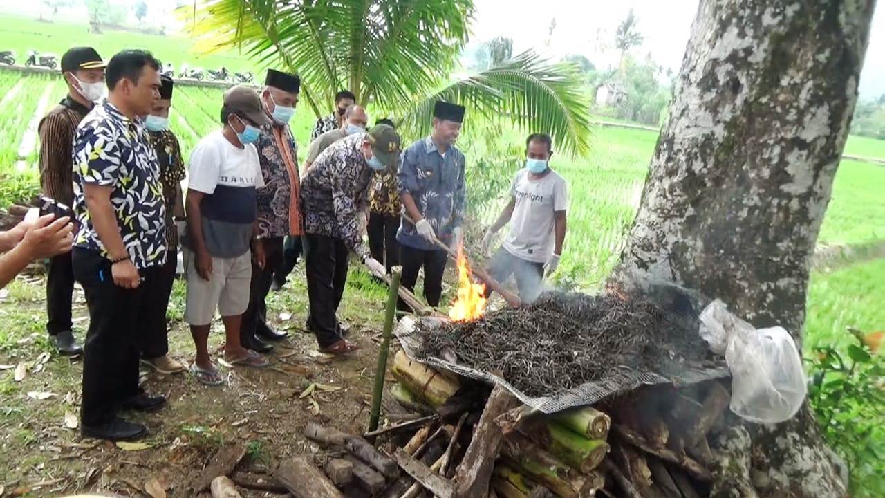 Bupati Lebong Musnahkan 49 Ribu Ekor Tikus