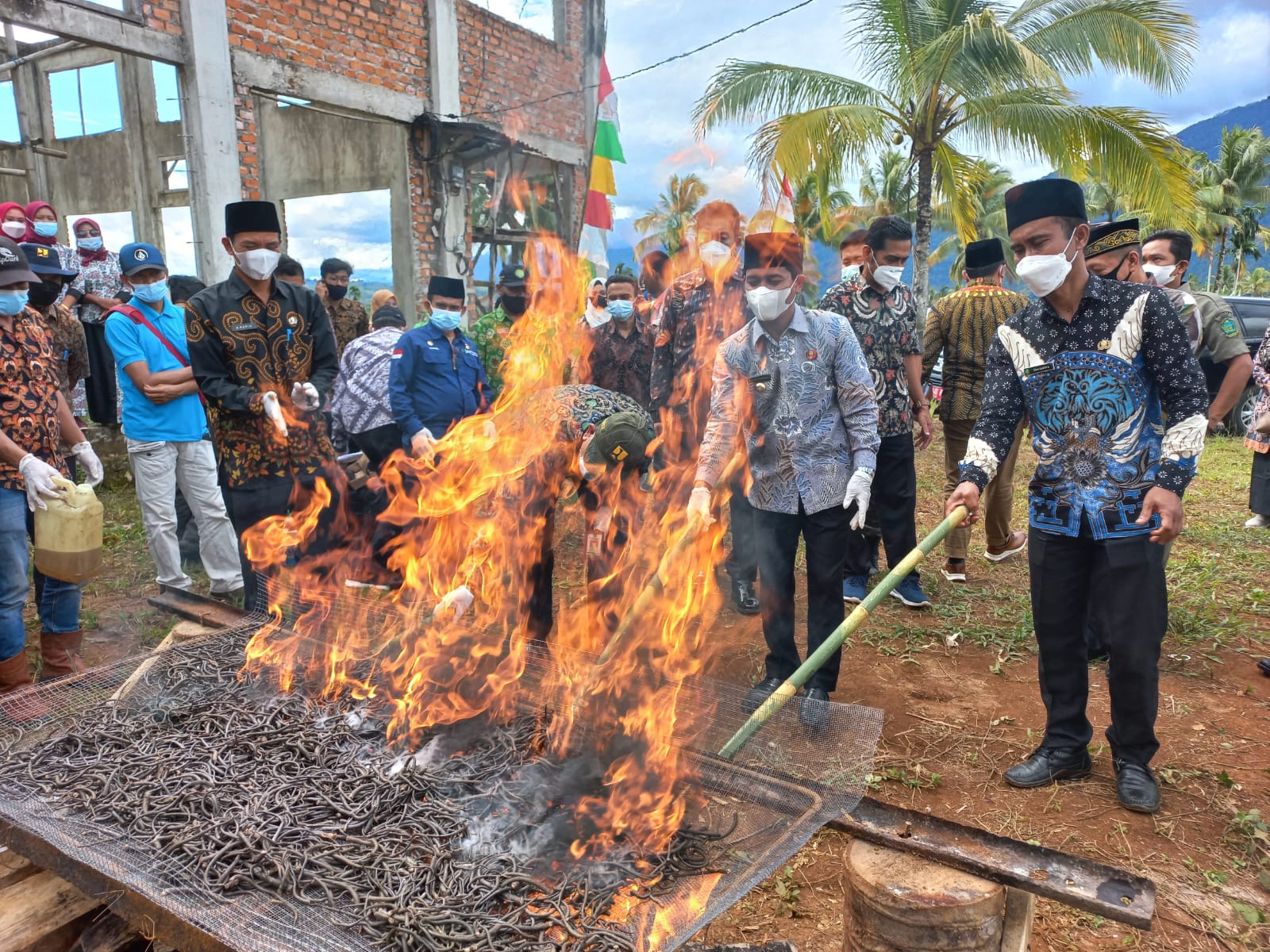 127 Ribu Ekor Tikus Telah Dimusnahkan