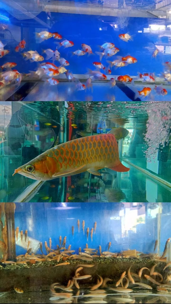 Abe Aquaspace, Pusat Perlengkapan Ikan Hias di Bengkulu   