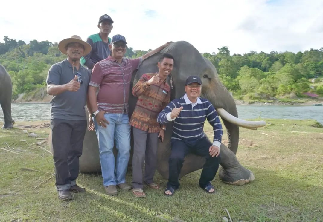 Gub Dukung Selamatkan Gajah Seblat