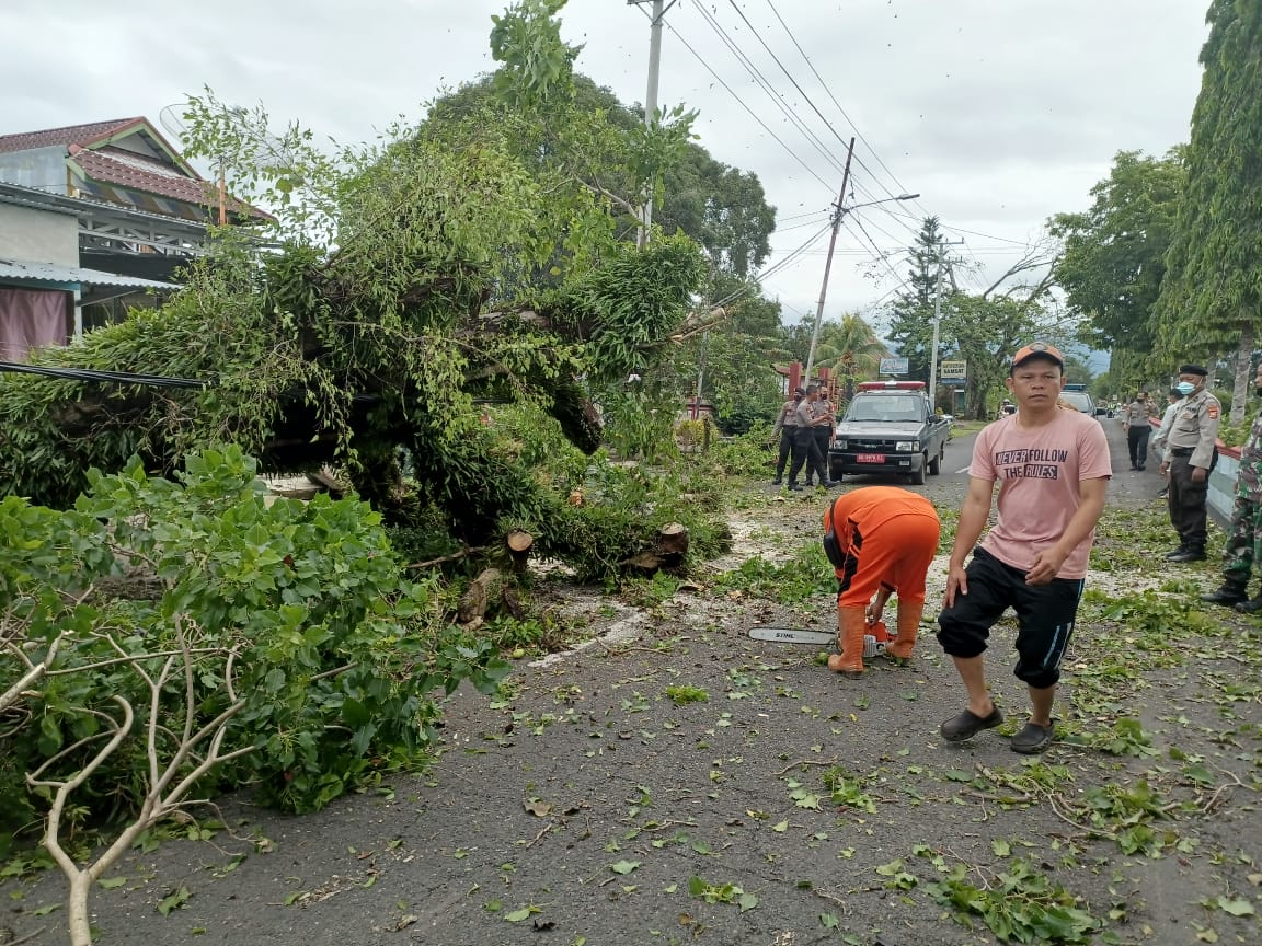 Pohon Besar Tumbang di Tengah Jalan