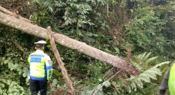 Pohon di Liku Sembilang Ditebang