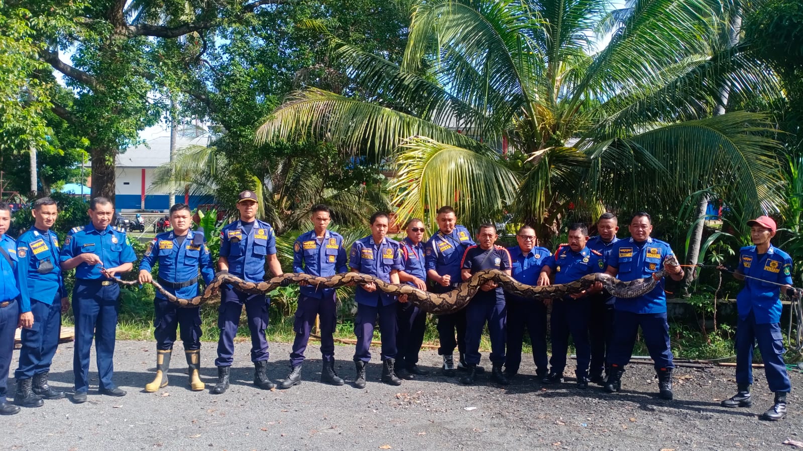 Ular Piton Telan Anjing Hebohkan Warga