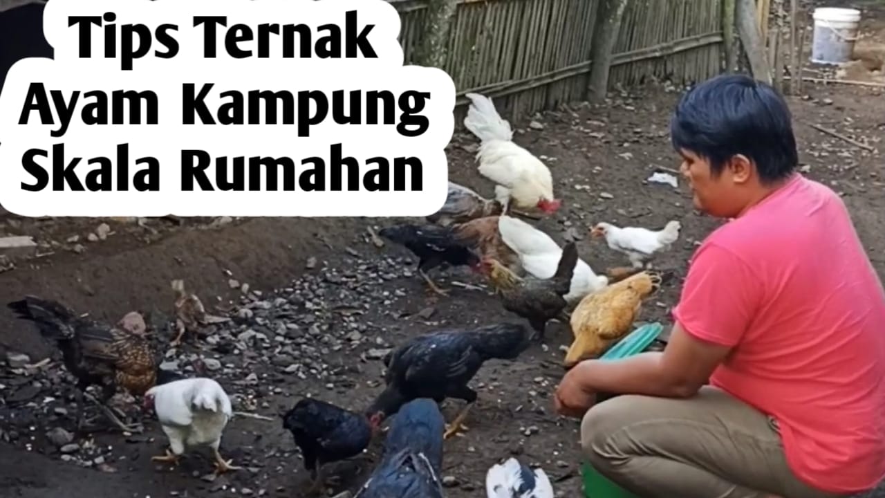 Ternak Ayam Kampung Skala Rumahan, Ini Tips Agar Sukses