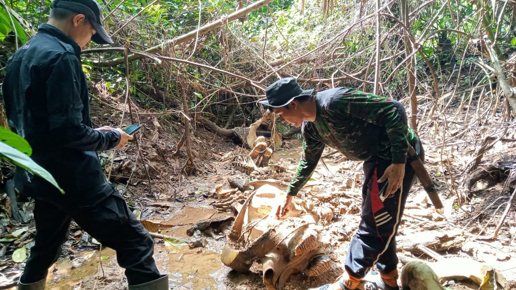 Gajah Sumatera di Kawasan Seblat Bengkulu Ditemukan Tinggal Tulang Belulang 