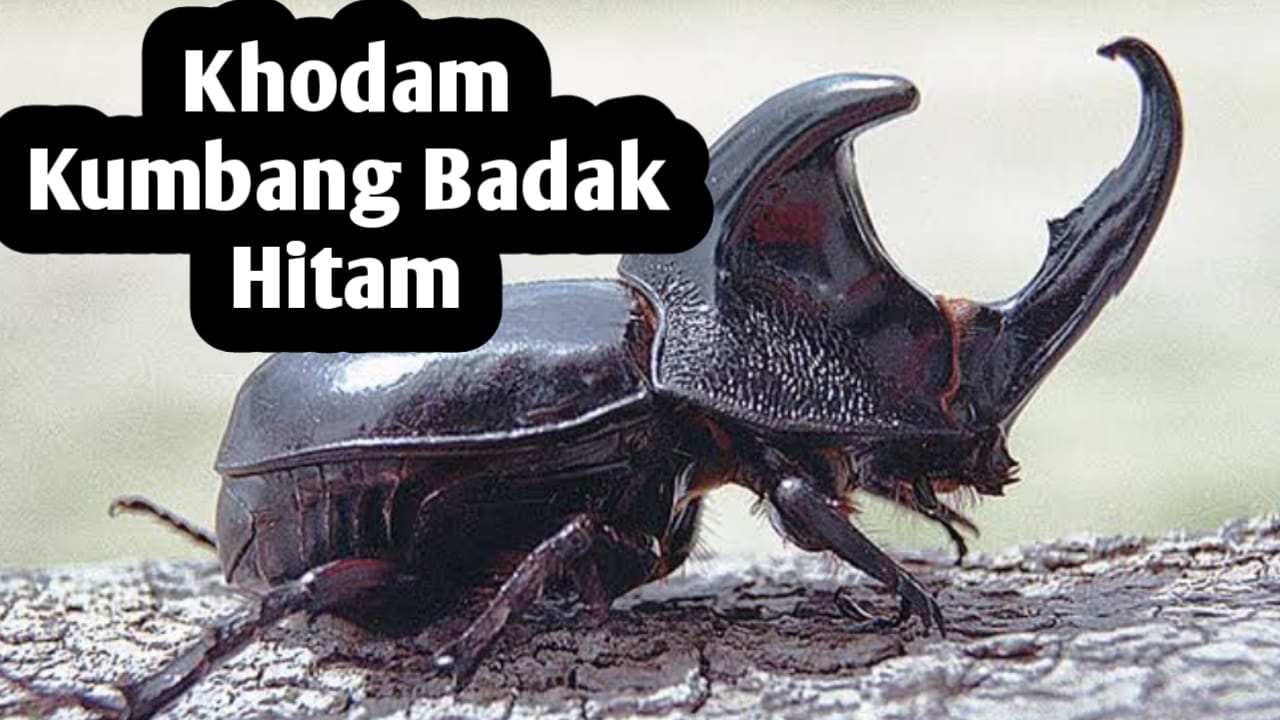 Kekuatan Khodam Kumbang Badak Hitam, Sang Pelindung yang Membawa Kestabilan Hidup