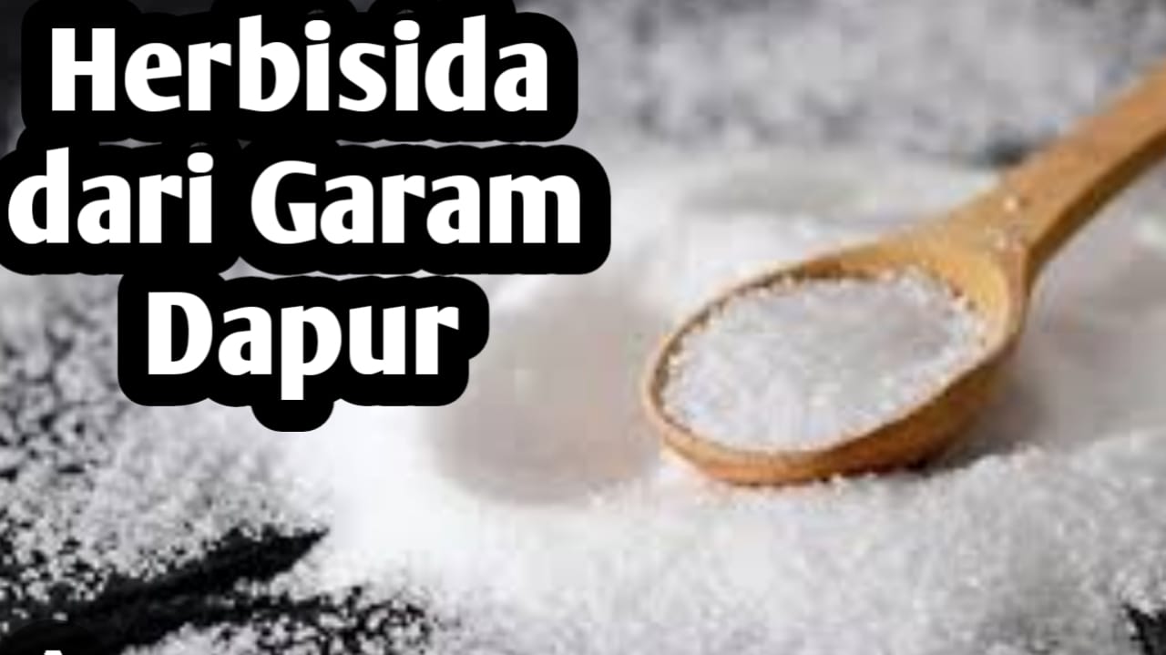 Cara Membuat Herbisida Alami dari Garam Dapur