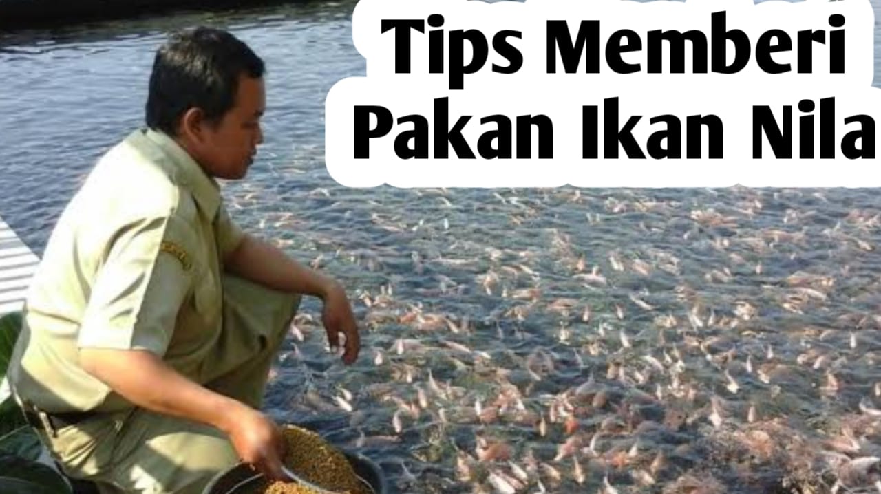 Tips Memberi Makan Ikan Nila Agar Cepat Panen