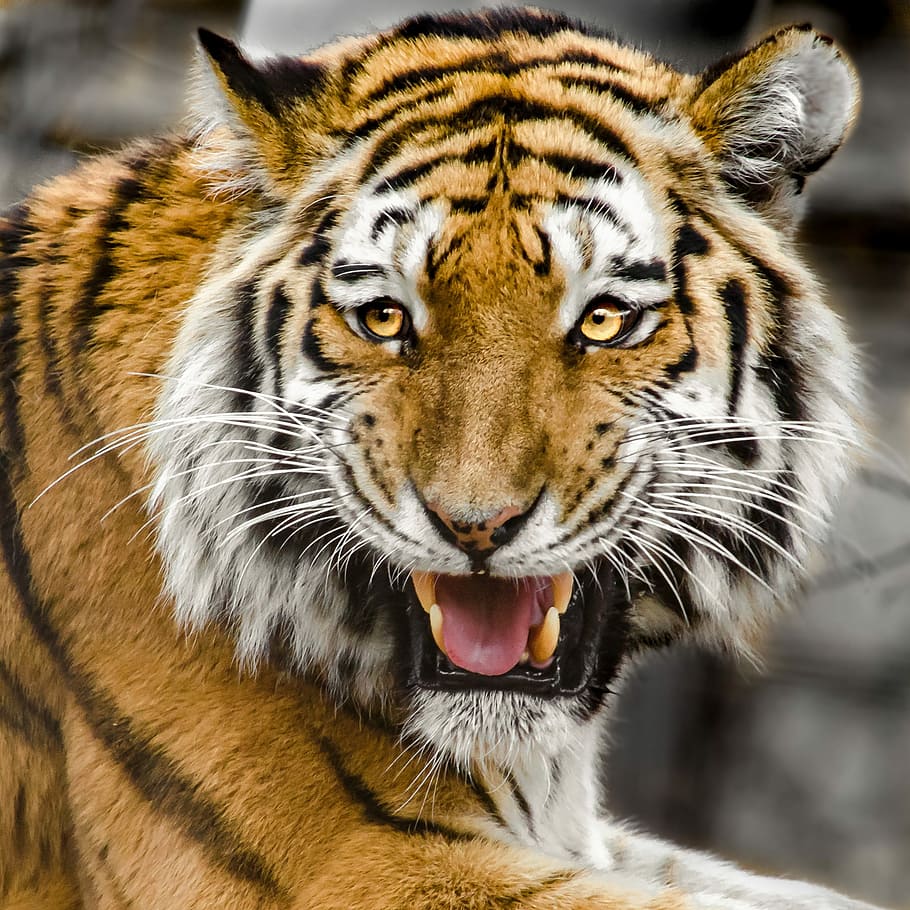 Pernah Mimpi Digigit Harimau? Artinya Kamu Bakal Sukses