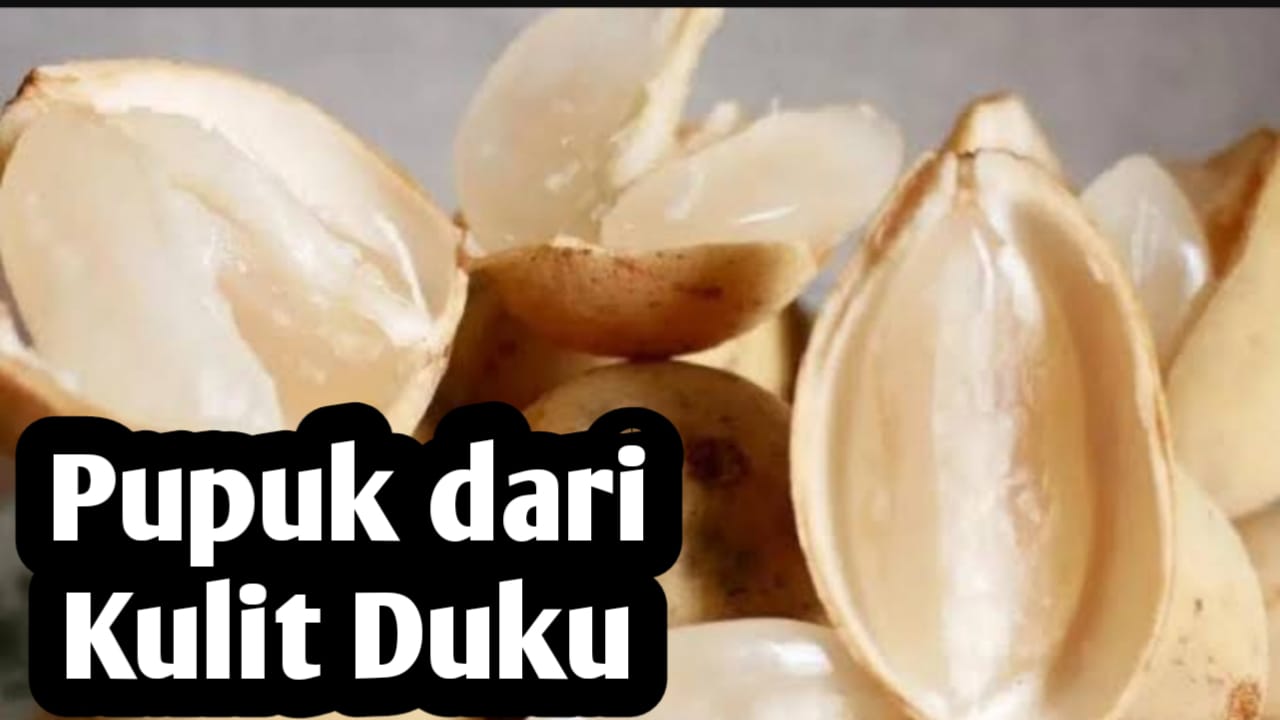 Jangan Dibuang, Kulit Duku Bisa Dijadikan Pupuk Tanaman