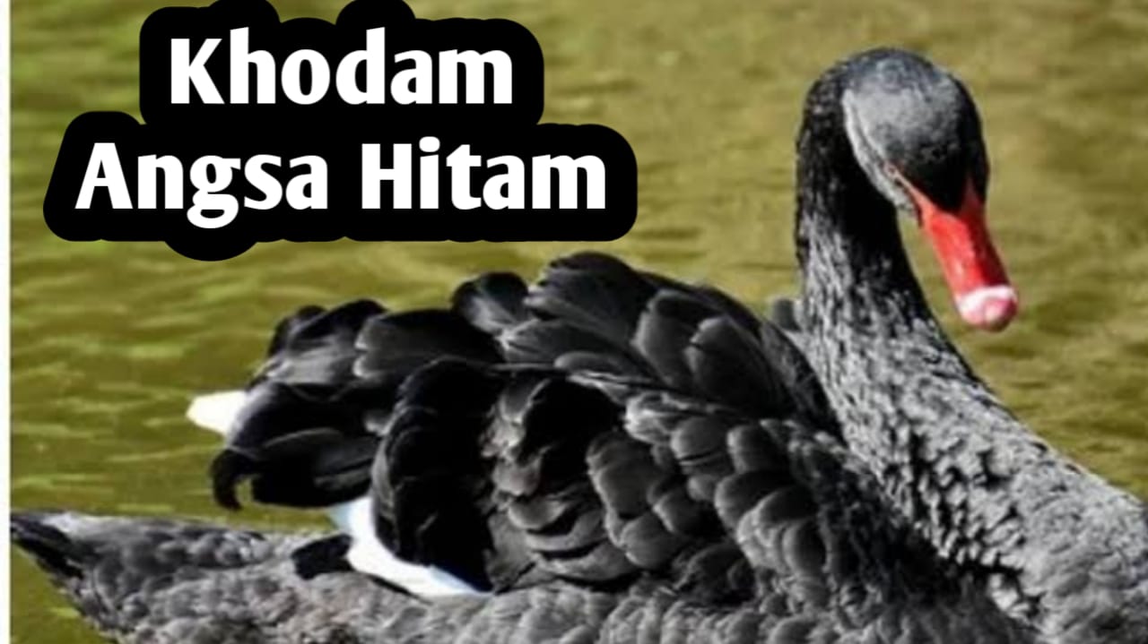 Kekuatan Khodam Angsa Hitam, Mampu Memberikan Perlindungan Terhadap Bahaya Gaib