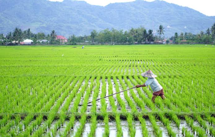 Pemkot Bengkulu Lakukan Perluasan Persawahan, Target Swasembada Pangan 2205