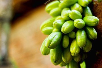 Kaya Vitamin C, Ketahui Manfaat Belimbing Wuluh Untuk Kesehatan Tubuh 