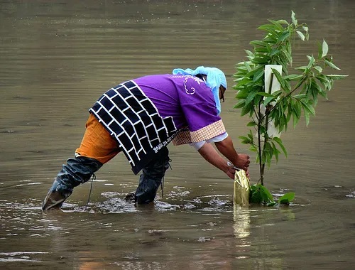 Sakaki, Pohon Suci dalam Agama Shinto Di Jepang