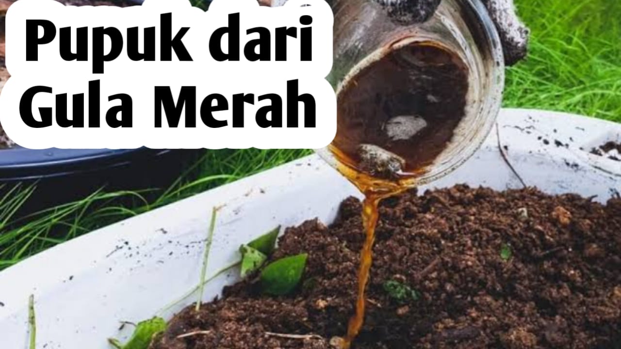 7 Manfaat Gula Merah Sebagai Pupuk Tanaman