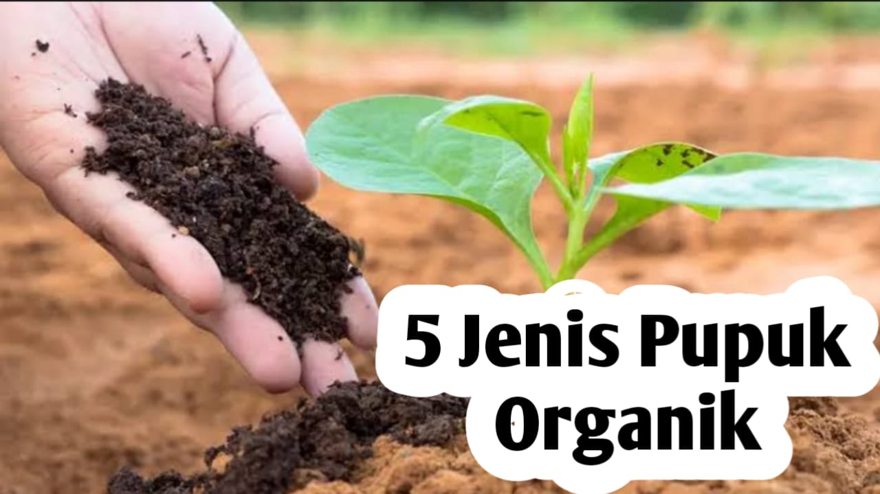 5 Jenis Pupuk Organik yang Bagus untuk Tanaman