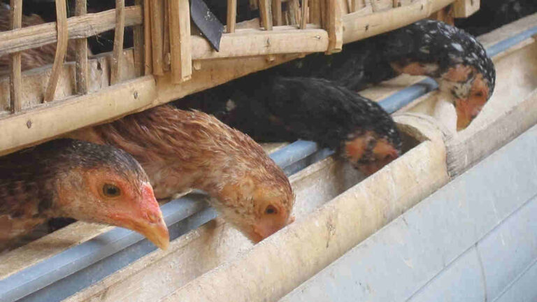 Ide Bisnis Penghasil Cuan! Usaha Ternak Ayam Kampung yang Menggiurkan