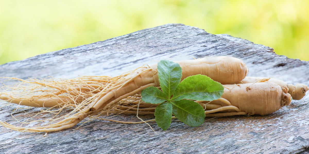 Jarang Diketahui! Ini Segudang Manfaat Daun Ginseng