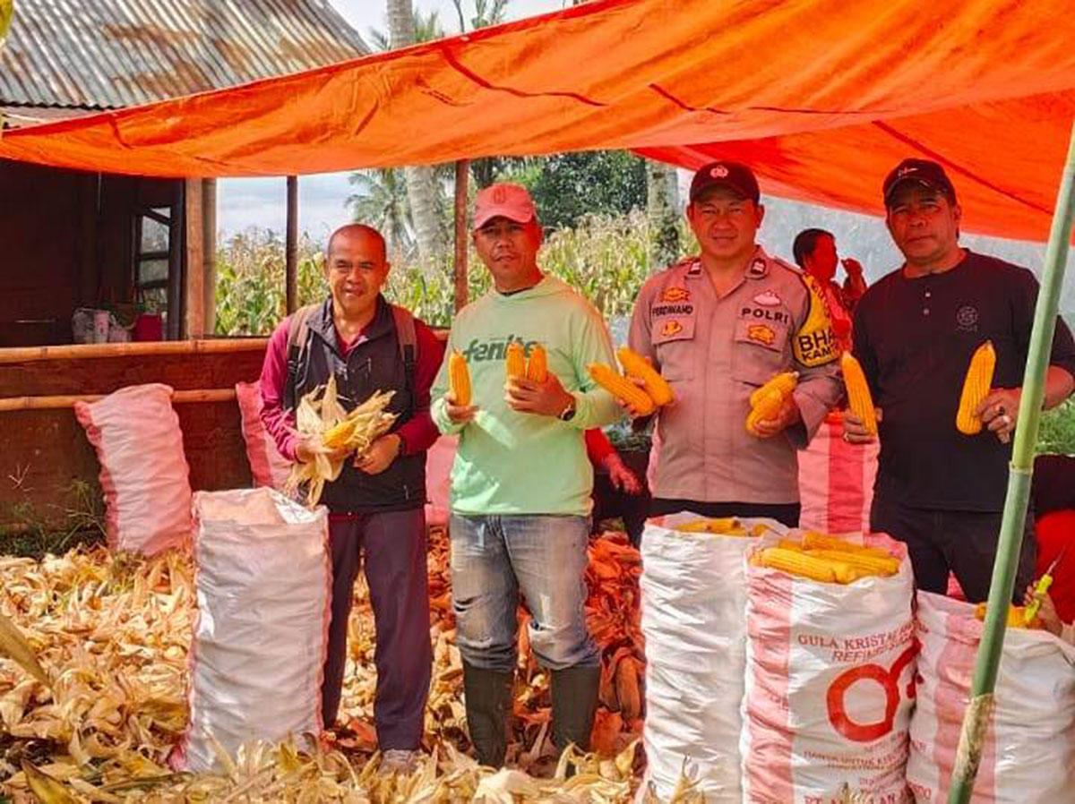 Irigasi Diperbaiki, Desa Batu Dewa Manfaatkan Sawah Kering Jadi Kebun Jagung