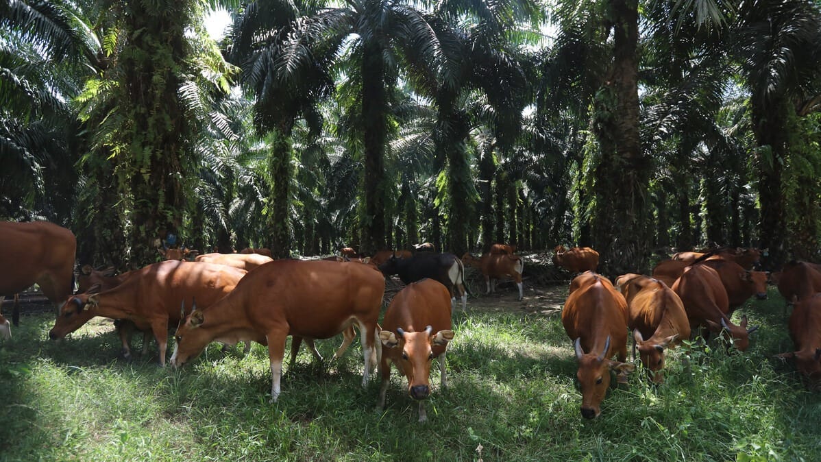 Hemat Biaya Pupuk dan Pakan, Dinas Pertanian Mukomuko Dorong Program Integrasi Sapi-Sawit