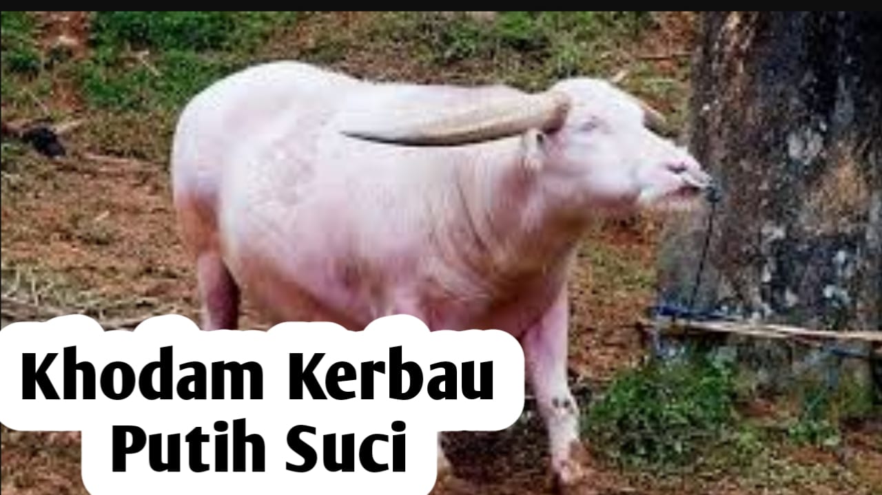 Kekuatan Khodam Kerbau Putih Suci