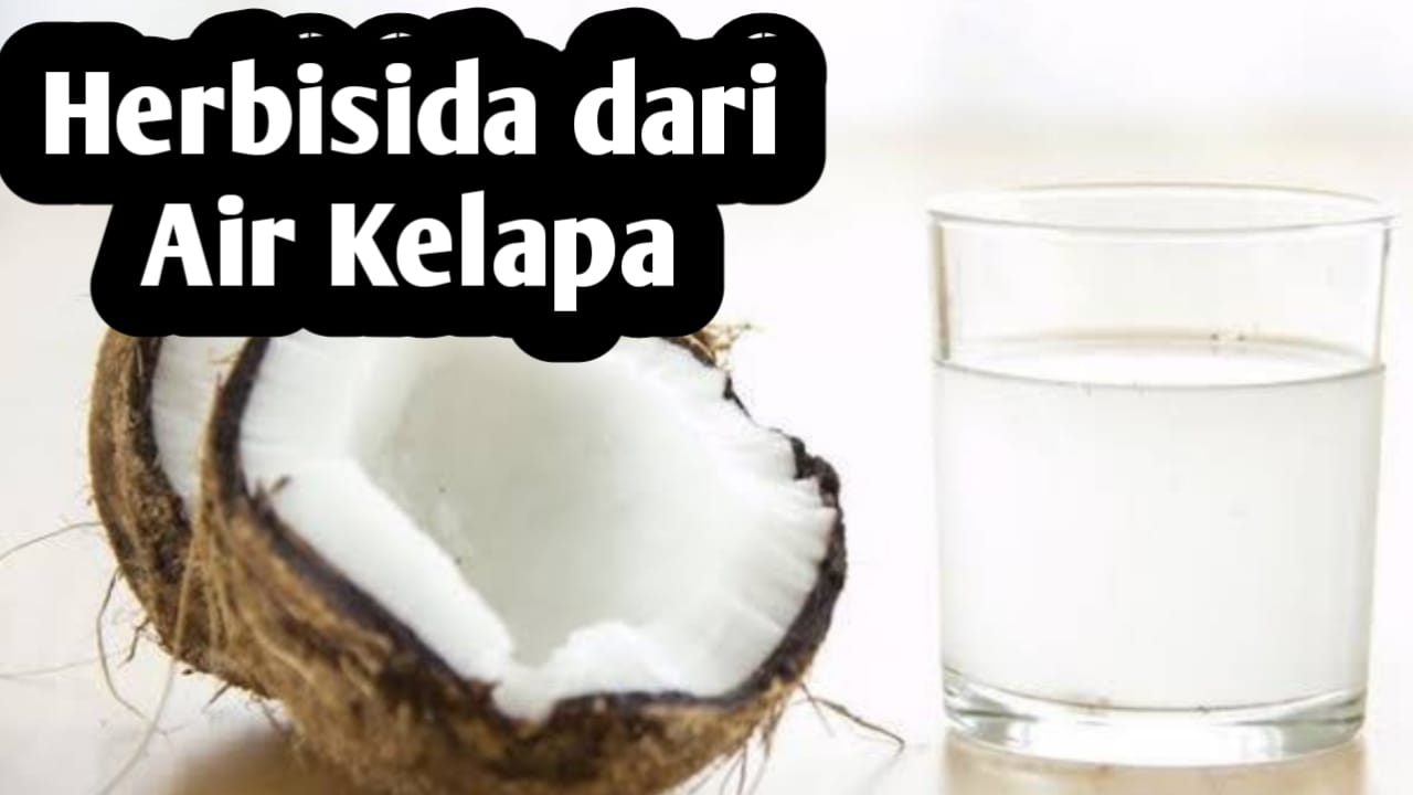 Membuat Herbisida Alami dari Air Kelapa