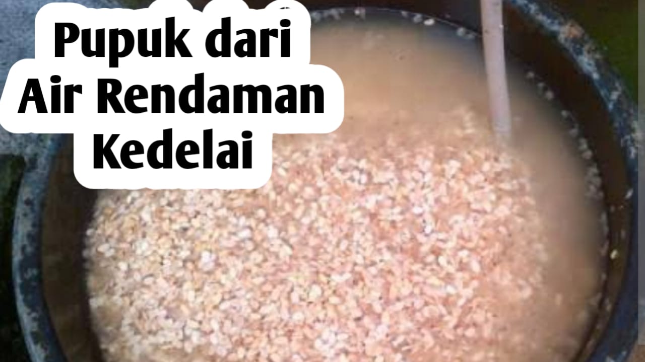 Membuat Pupuk Organik dari Rendaman Air Kedelai, Ini Manfaatnya Bagi Tanaman