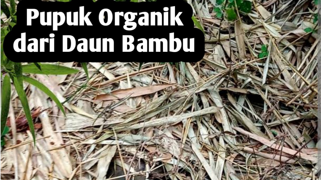 Membuat Pupuk Organik dari Daun Bambu