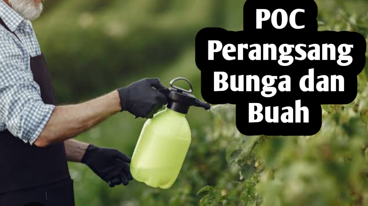 Cara Membuat Pupuk Organik Cair untuk Perangsang Bunga dan Buah