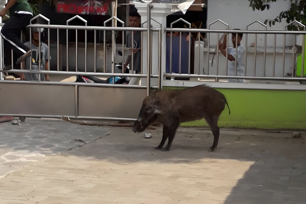 Babi Hutan Berkeliaran di Bandara Fatmawati Bengkulu Ganggu Aktivitas Penerbangan 