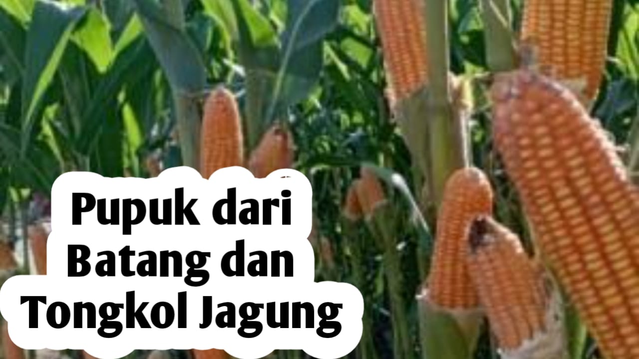 Manfaatkan Batang dan Tongkol Jagung, Bisa Dijadikan Bahan Pupuk Organik