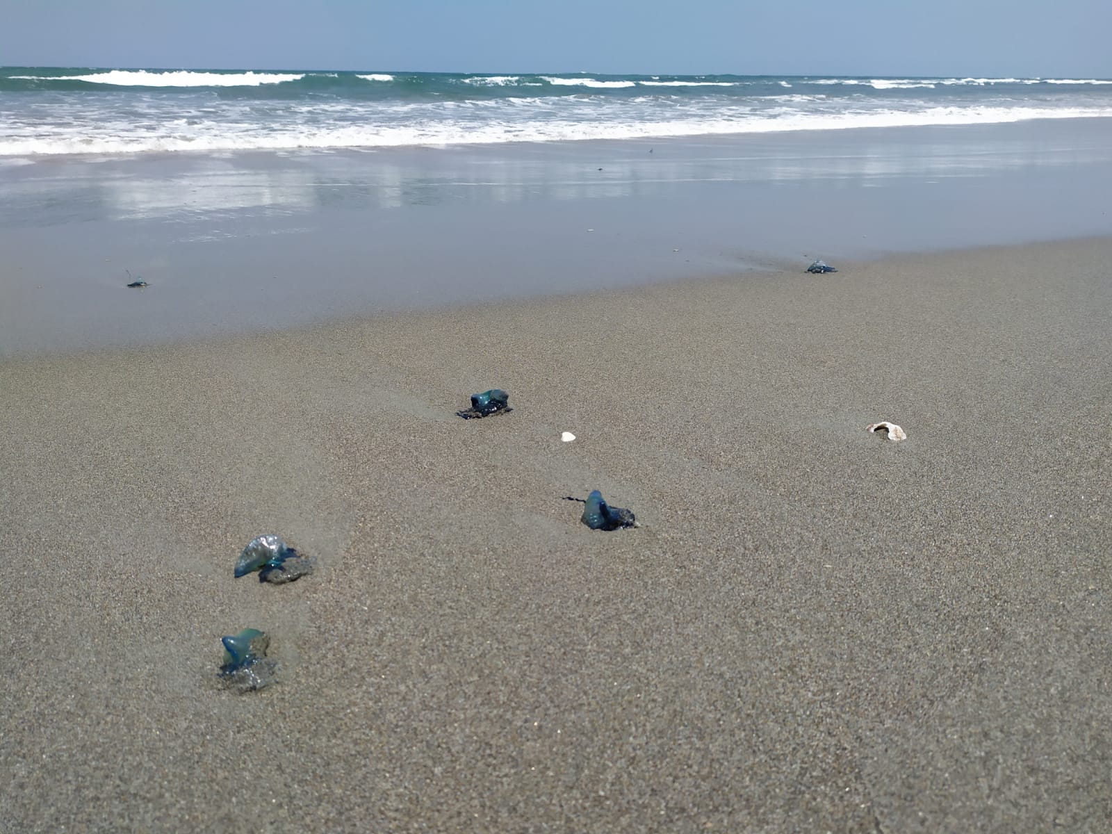 Waspada Main ke Pantai di Kota Bengkulu, Ribuan Ubur-ubur Masih Terdampar