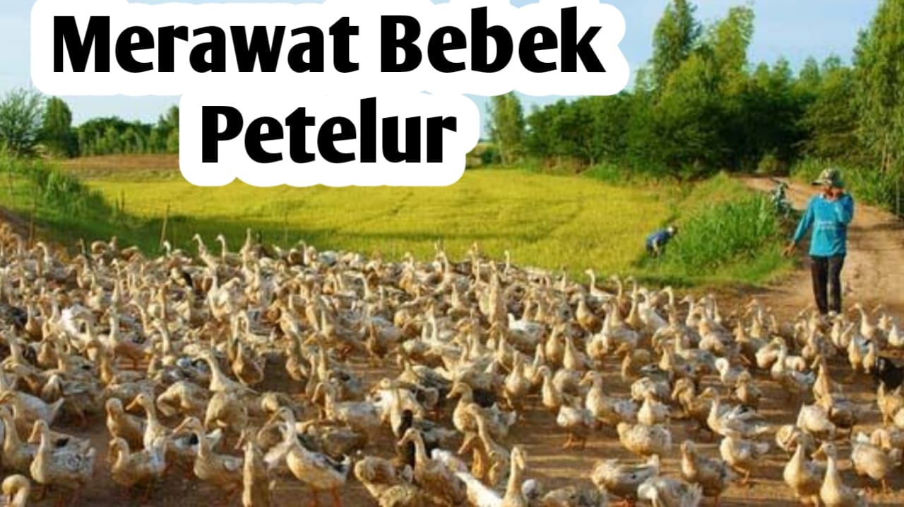 Tips Merawat Bebek Agar Cepat Bertelur