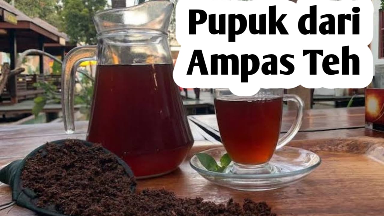 Cara Membuat Pupuk dari Ampas Teh, Ini Manfaatnya Bagi Tanaman