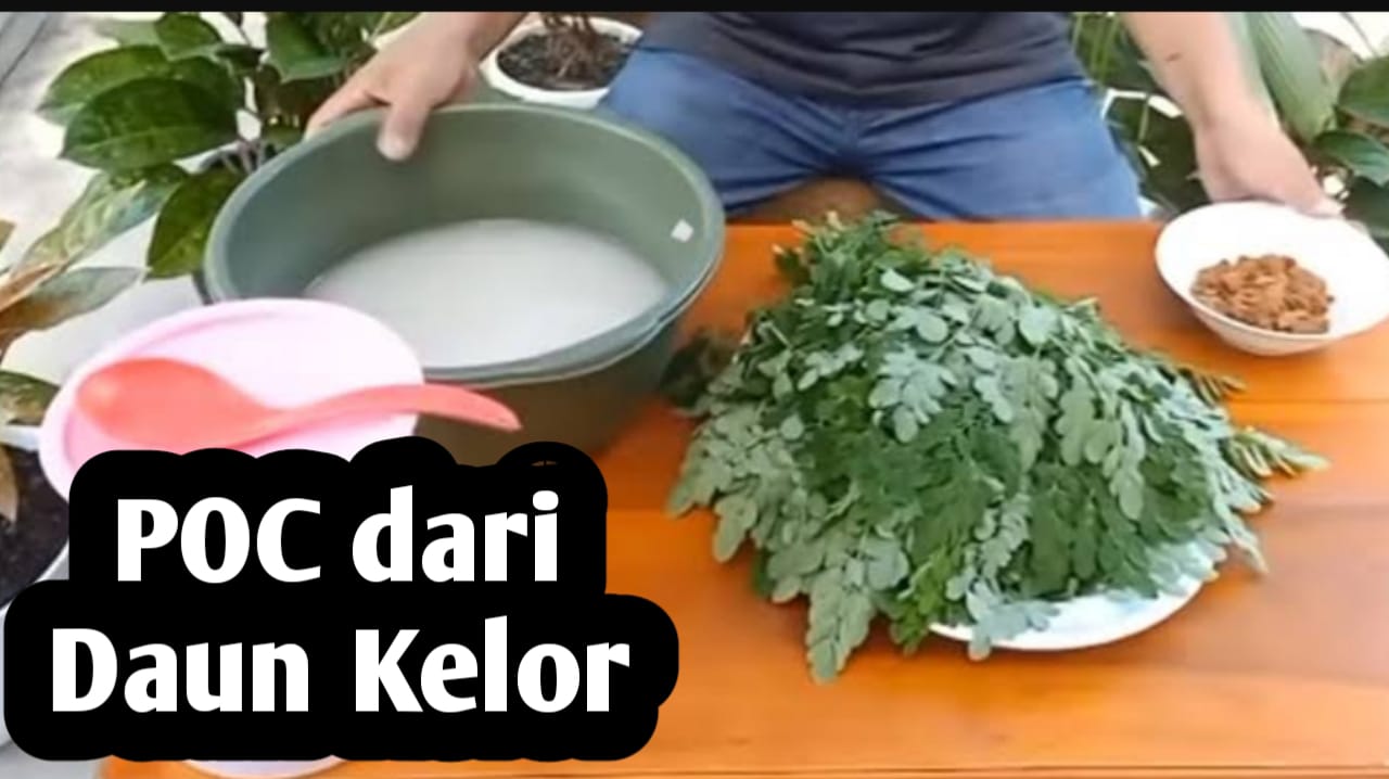 Membuat Pupuk Organik Cair dari Daun Kelor