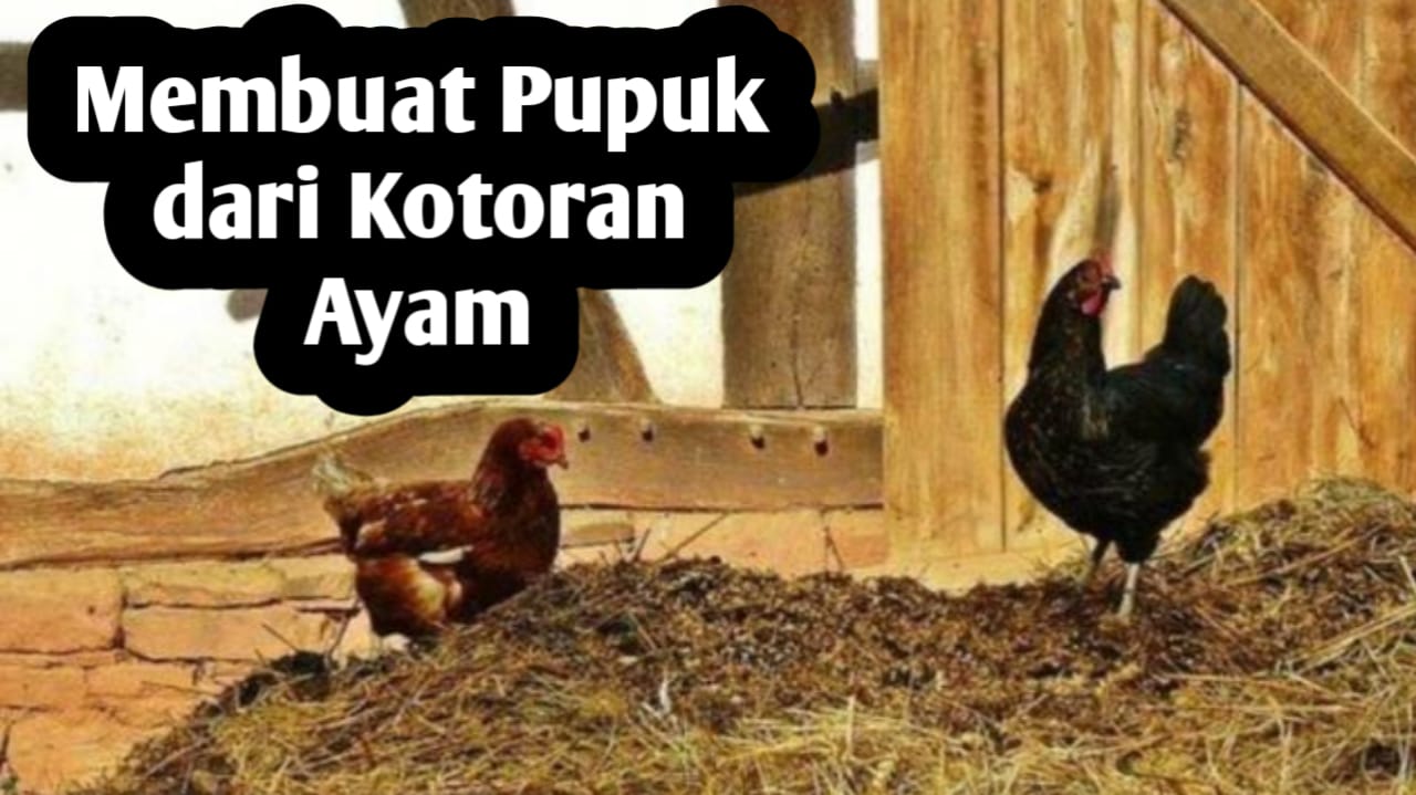 Cara Membuat Pupuk dari Kotoran Ayam, Simak Selengkapnya