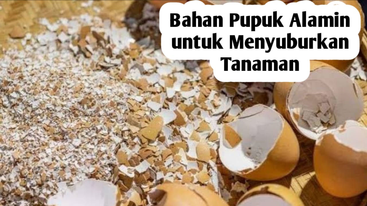 Pupuk Alami Agar Tanaman Tumbuh Subur, Ini 6 Jenis Bahan Yang Digunakan