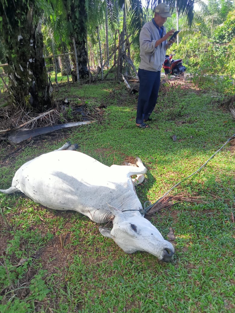 Ternak di Bengkulu Selatan Mati Diracun, Peternak Waspada