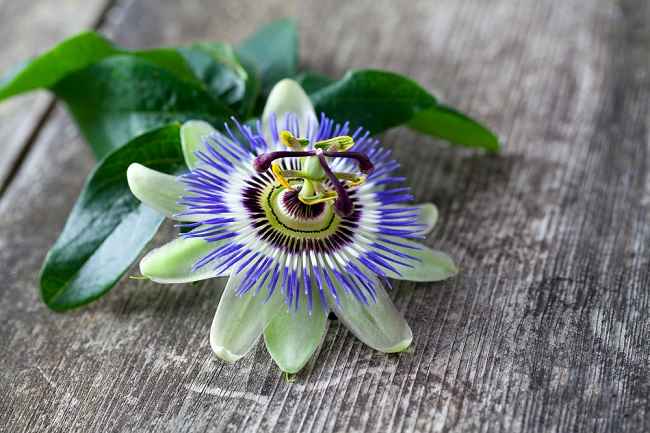 Passion Flower Ampuh untuk Atasi Kesehatan Mental
