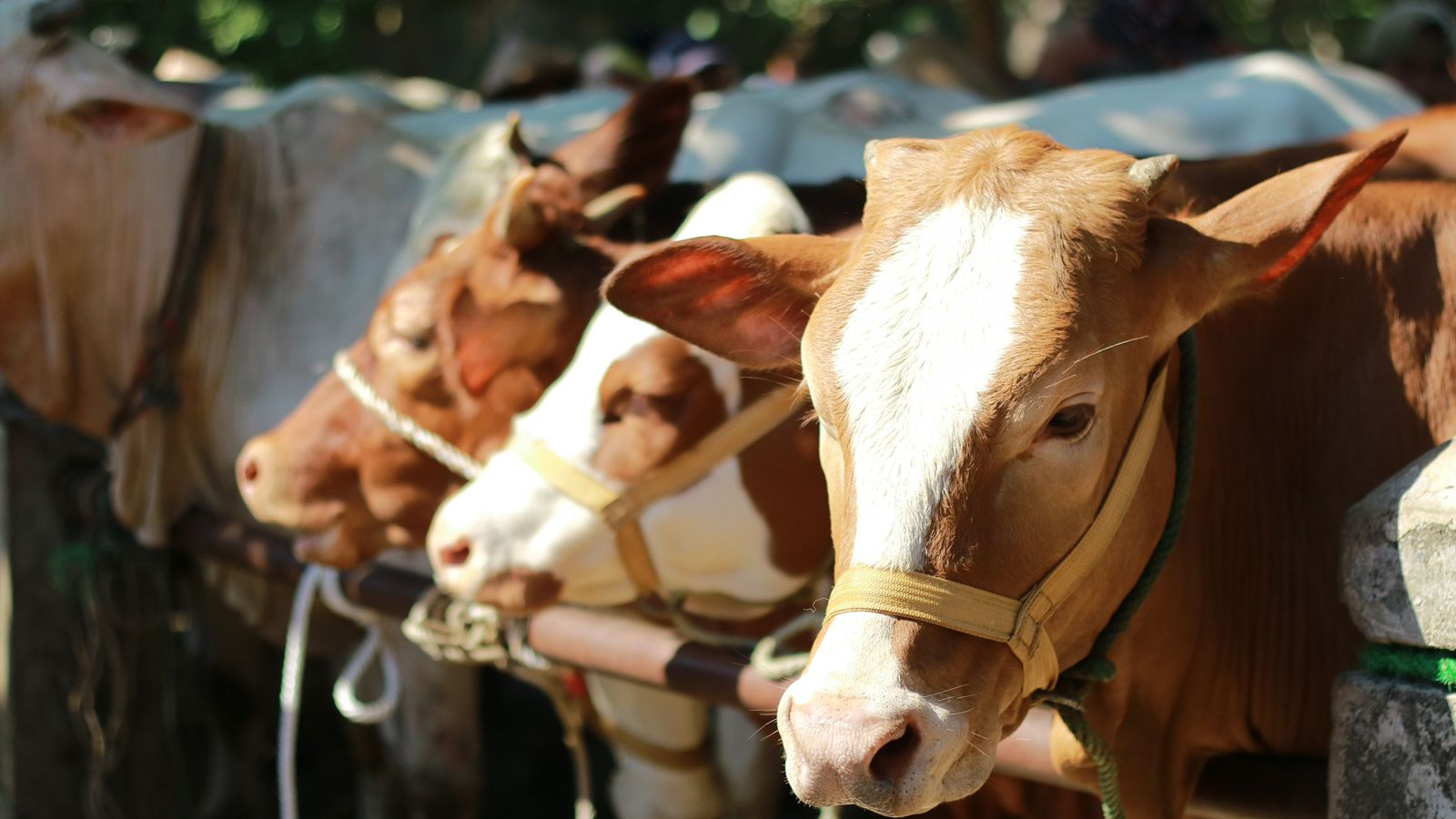 Pemkot Bengkulu Siapkan Distribusi Kurban Iduladha 1447 H, Targetkan Hingga 100 Ekor Sapi