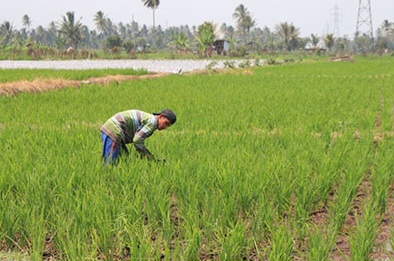  Penyaluran Benih Padi dan Jagung Capai Target, Petani Bisa Ajukan Tambahan